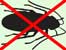 Cockroach-Thin-X-66X50