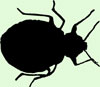 Bed Bug Silhouette